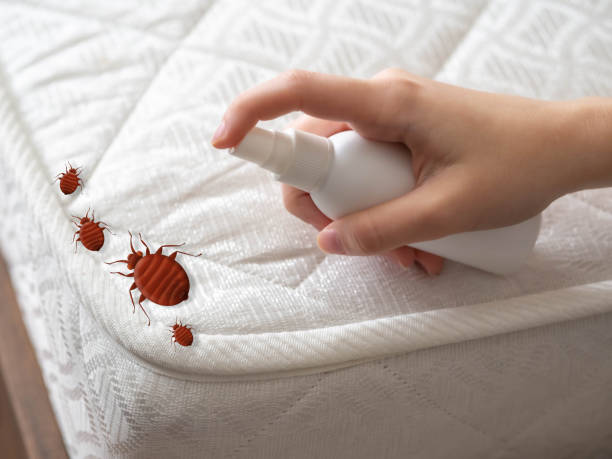 Reliable Houghton, MI Pest Control Solutions